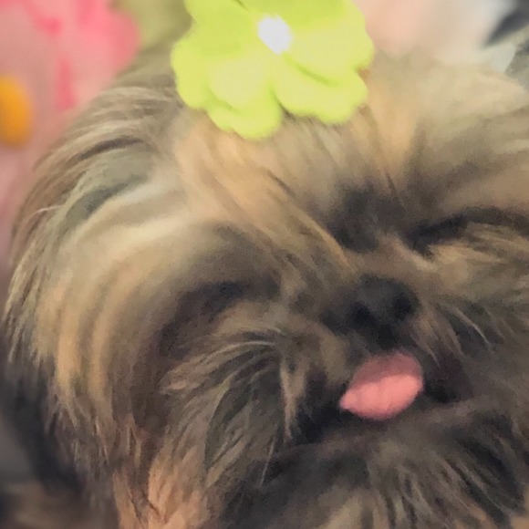 darcidog